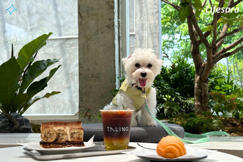 คาเฟ่ pet friendly